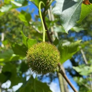 Platanus acerifolia