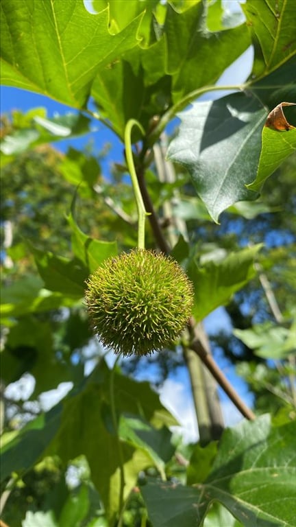 Platanus acerifolia