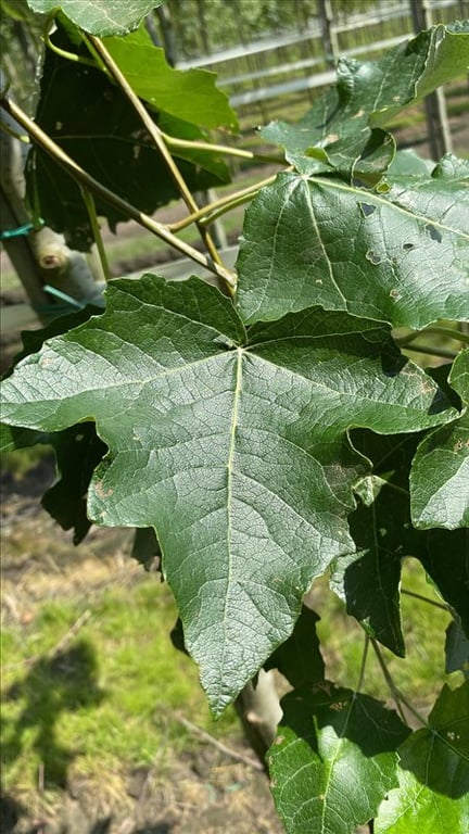 Populus alba