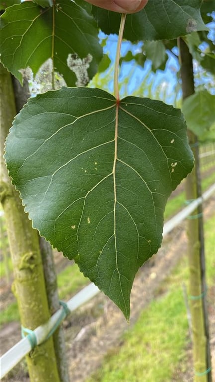 Populus can. ‘Robusta’