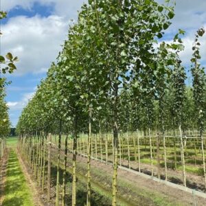 Populus nigra