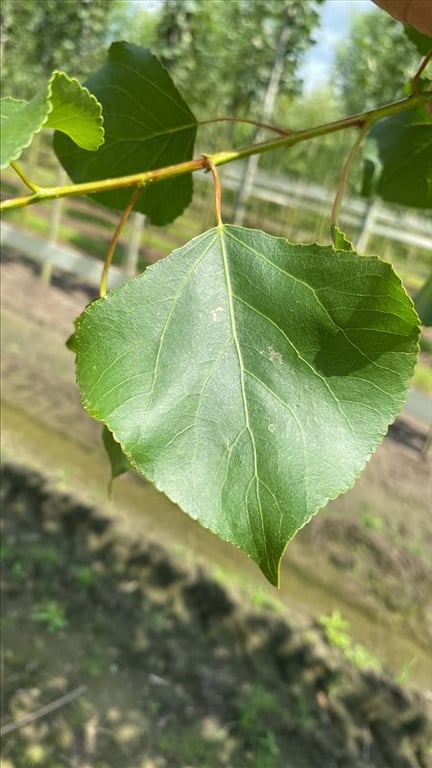 Populus nigra