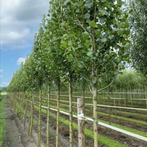 Populus nigra ‘Italica’