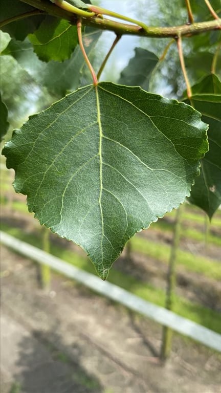 Populus nigra ‘Italica’