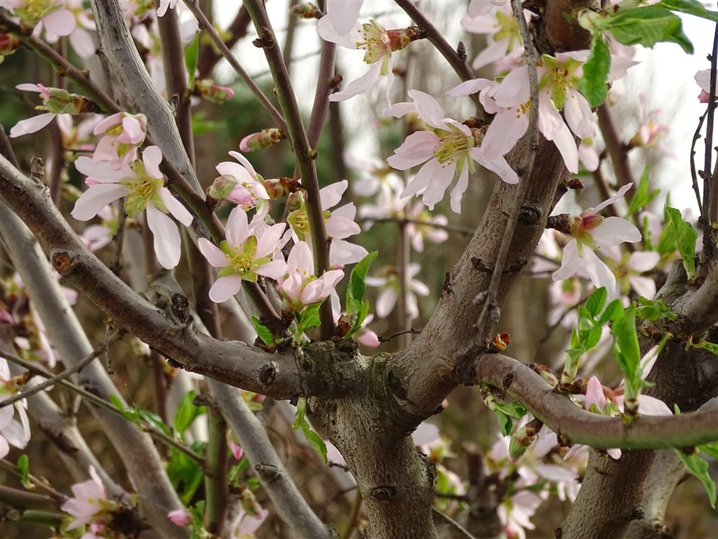 Prunus amygdalus