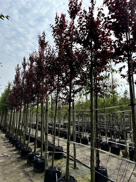 Prunus cer. ‘Nigra’