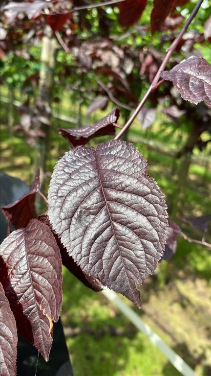 Prunus cer. ‘Nigra’