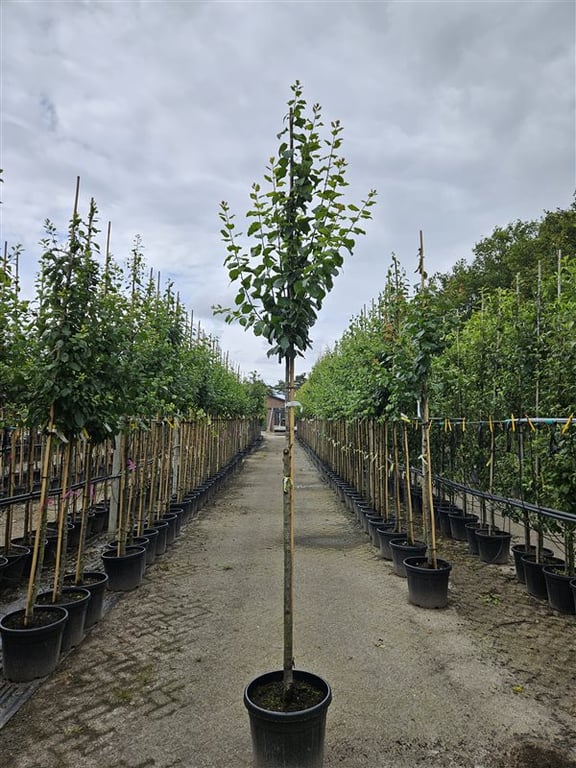 Prunus d. ‘Mirabelle de Nancy’