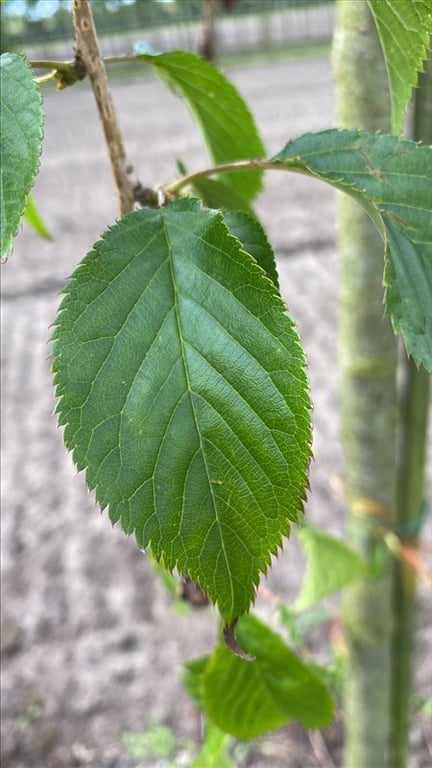 Prunus ‘Kiku-shidare-zakura’