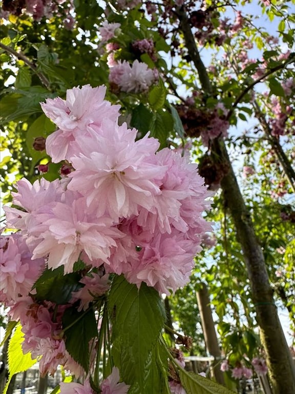 Prunus ‘Kiku-shidare-zakura’