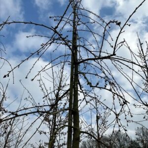 Prunus ‘Kiku-shidare-zakura’