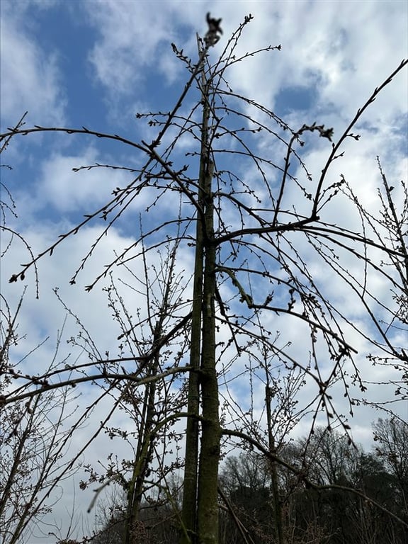 Prunus ‘Kiku-shidare-zakura’