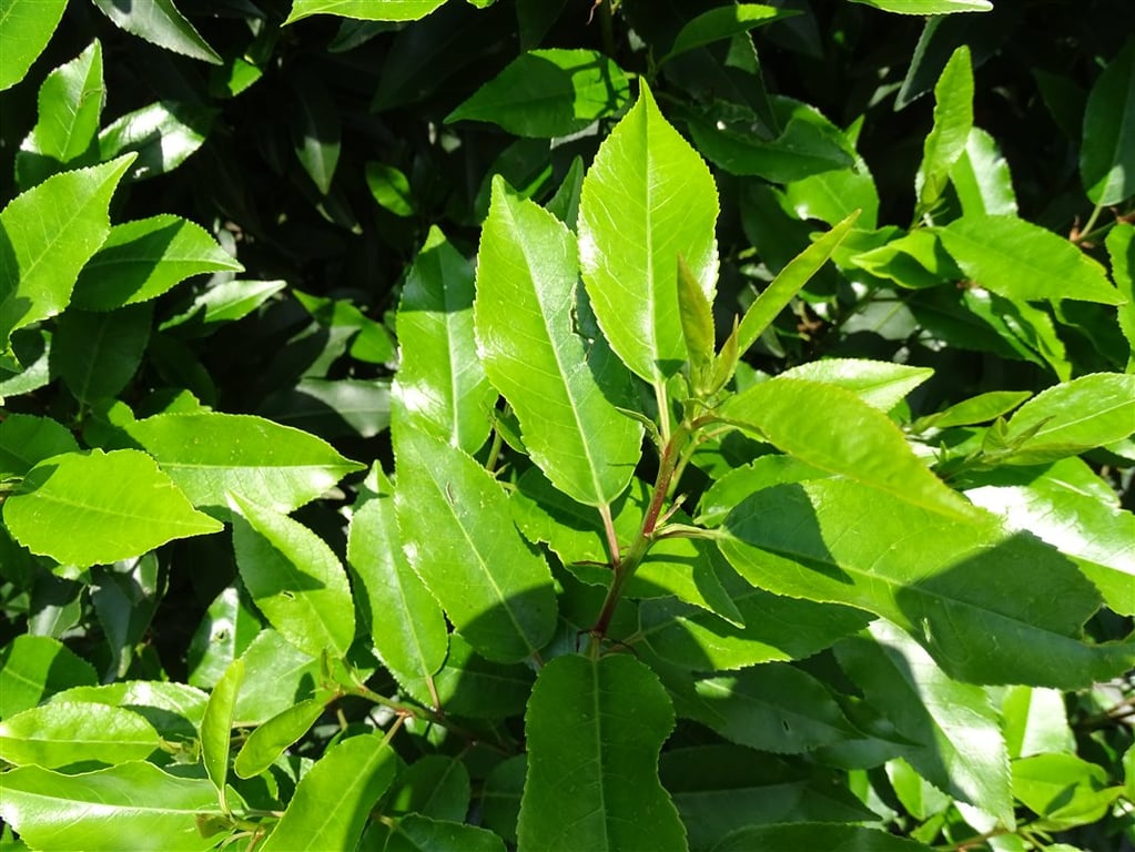 Prunus l. ‘Angustifolia’