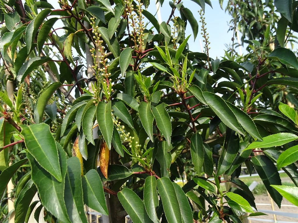 Prunus l. ‘Angustifolia’