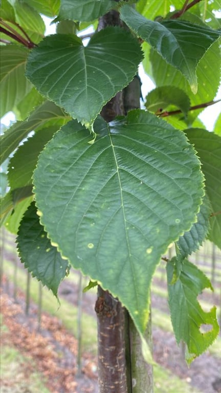 Prunus sargentii ‘Rancho’