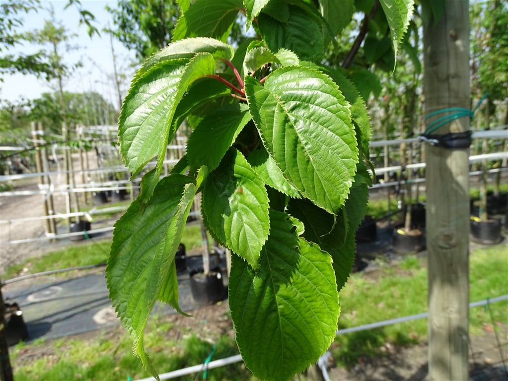 Prunus sargentii ‘Rancho’