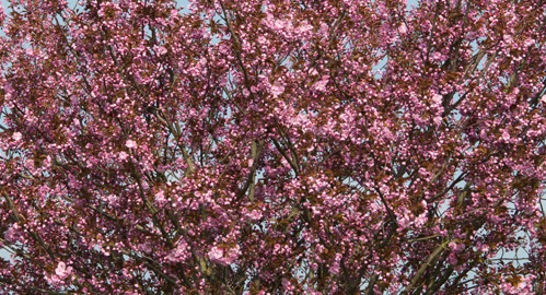 Prunus sargentii ‘Rancho’