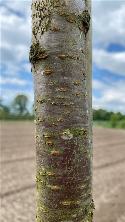 Prunus sargentii ‘Rancho’