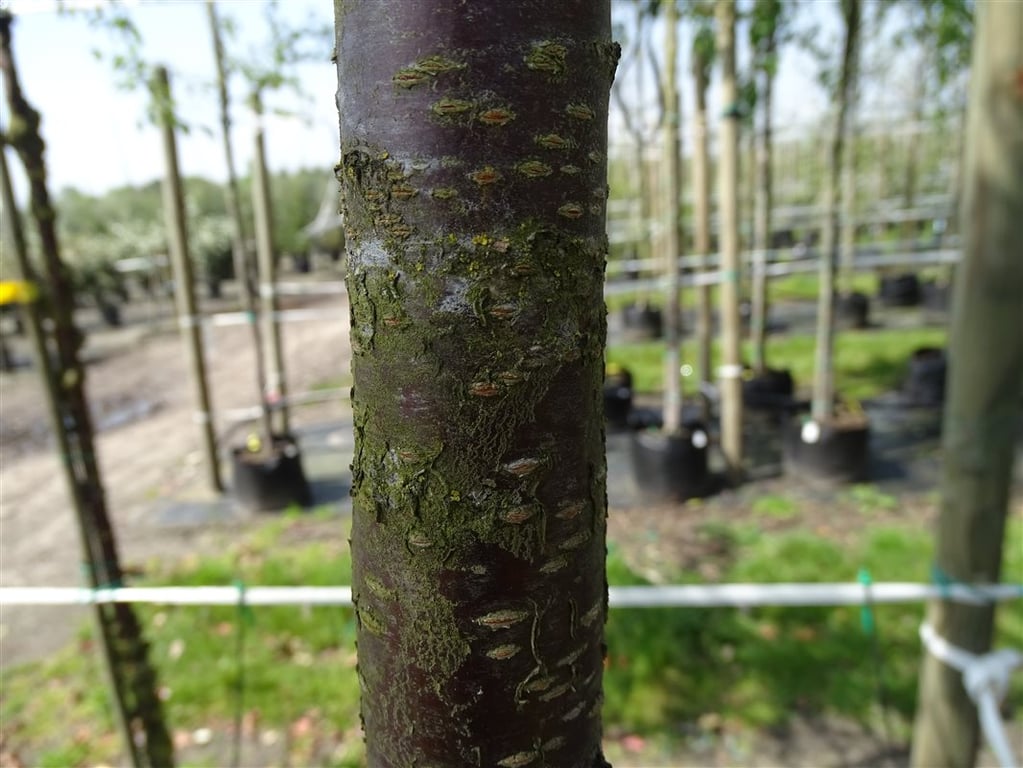 Prunus sargentii ‘Rancho’