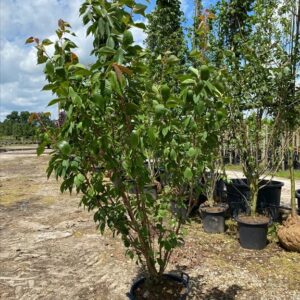 Prunus ser. ‘Kanzan’