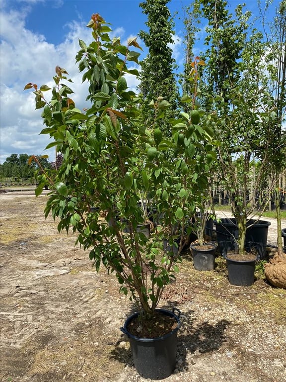 Prunus ser. ‘Kanzan’