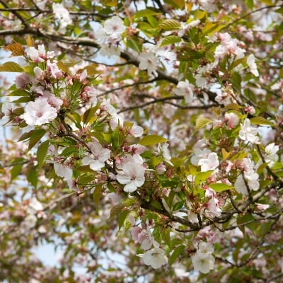 Prunus ser. ‘Kanzan’