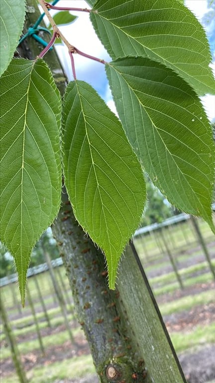 Prunus ser. ‘Shirotae’