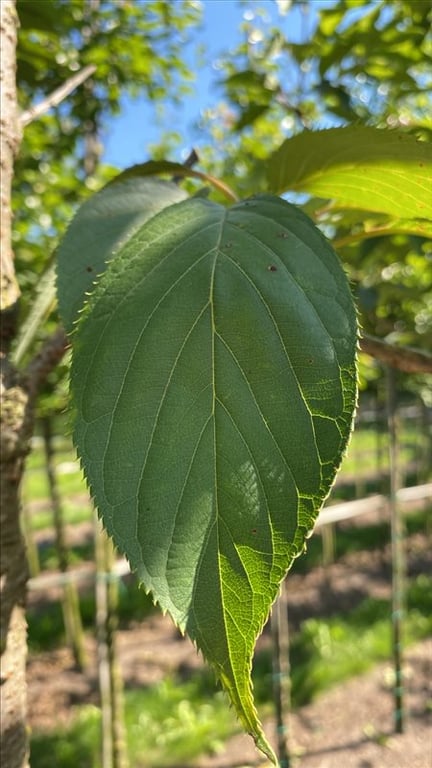 Prunus ser. ‘Ukon’