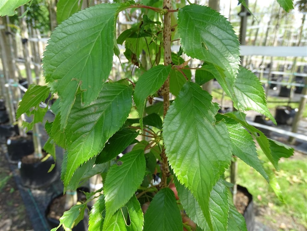 Prunus serr. ‘Kiku-shidare-zakura’