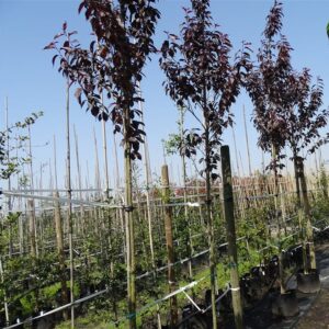 Prunus serr. ‘Royal Burgundy’