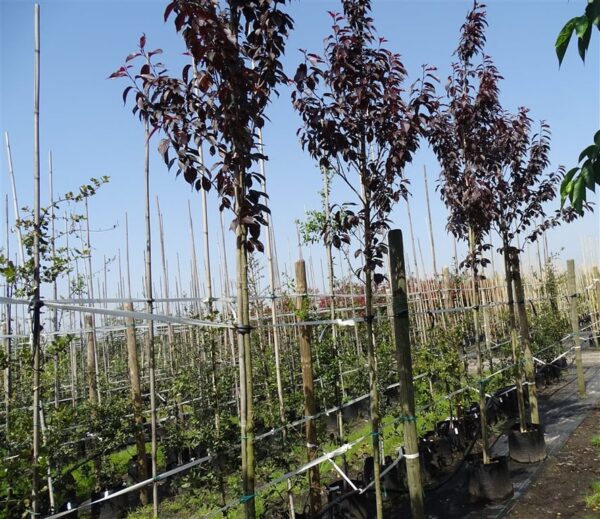 Prunus serr. ‘Royal Burgundy’