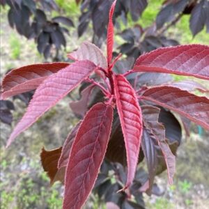 Prunus serr. ‘Royal Burgundy’