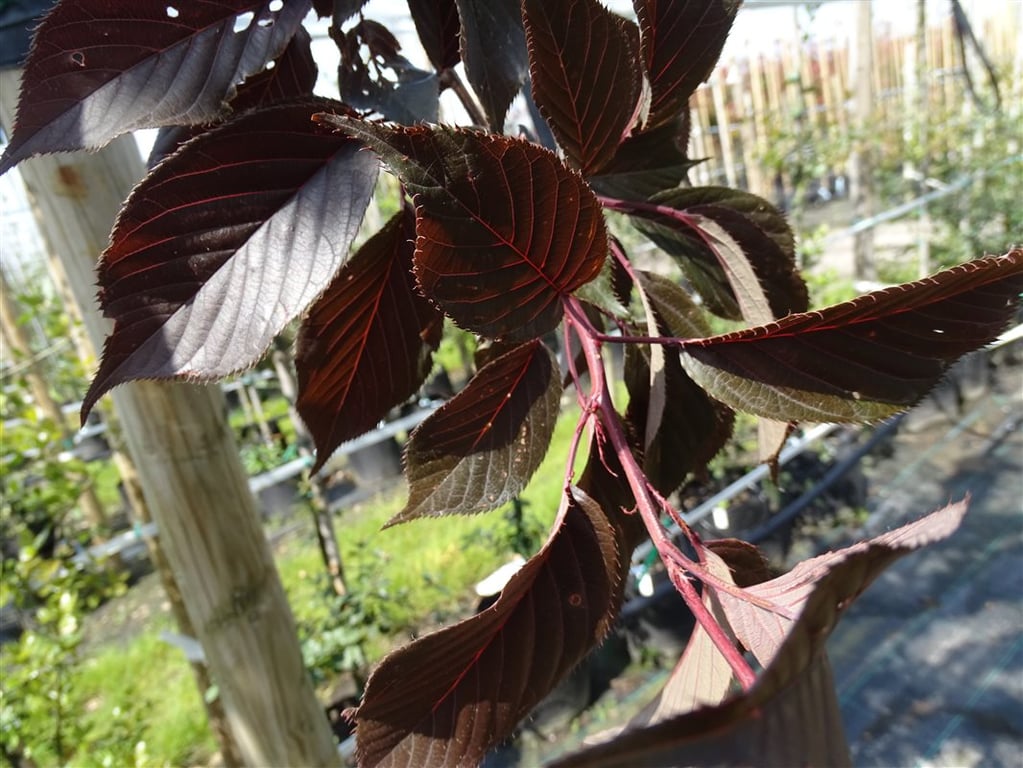 Prunus serr. ‘Royal Burgundy’