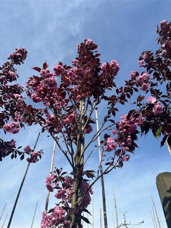 Prunus serr. ‘Royal Burgundy’