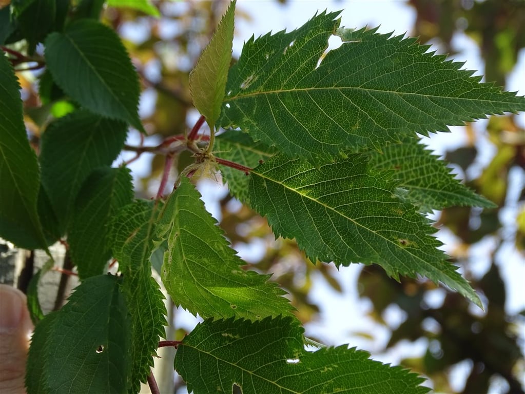 Prunus subh. ‘Autumnalis’