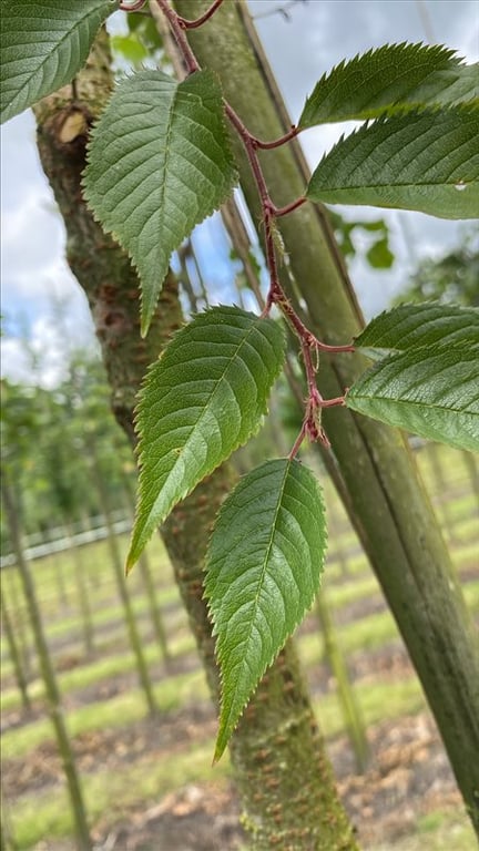 Prunus subh. ‘Autumnalis Rosea’