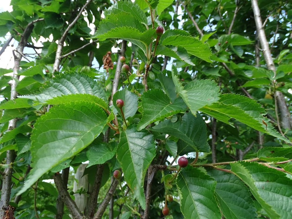 Prunus ‘Umineko’