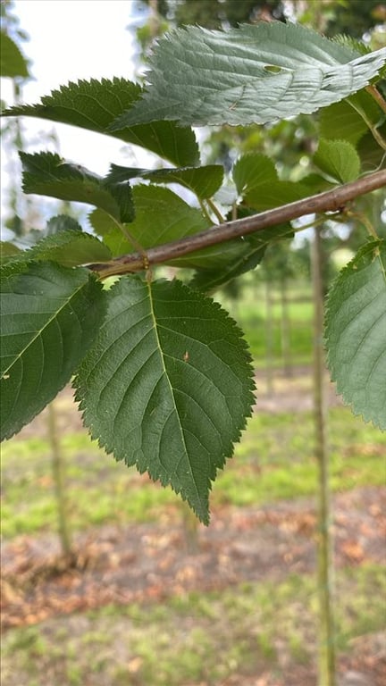 Prunus ‘Umineko’