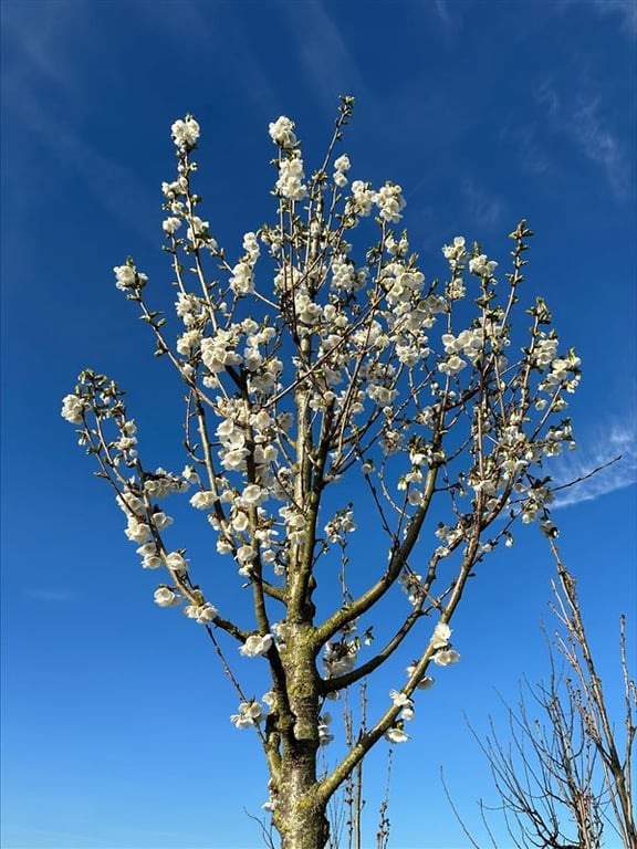 Prunus ‘Umineko’