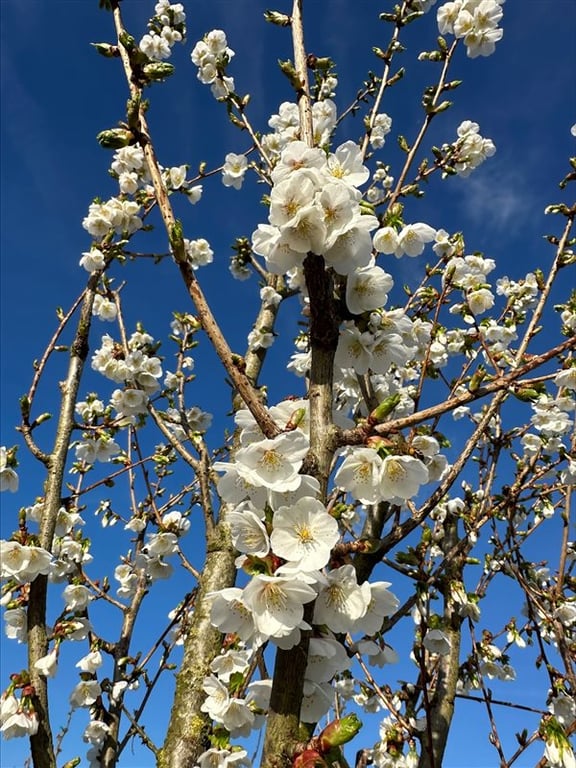 Prunus ‘Umineko’