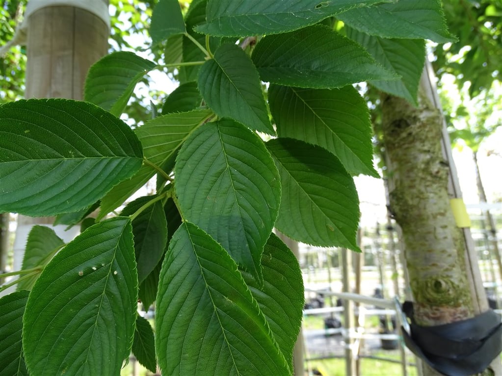 Prunus yedoensis