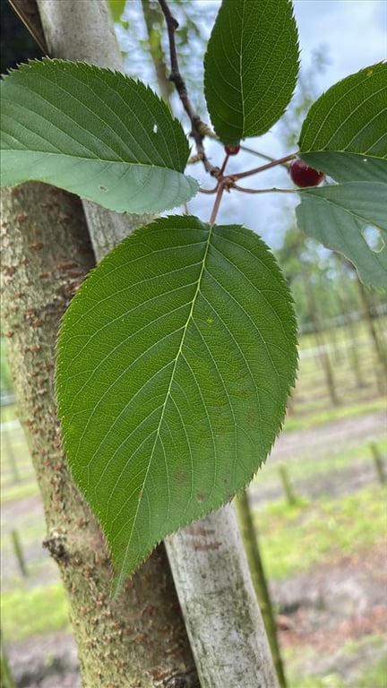 Prunus yedoensis