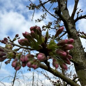 Prunus yedoensis