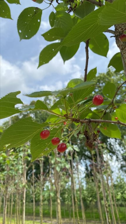 Prunus yedoensis