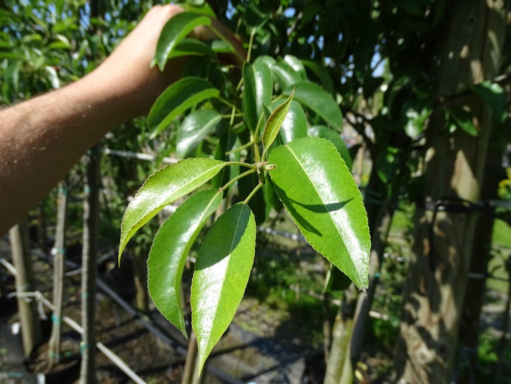 Pyrus c. ‘Bonne Louise d’Avranches’