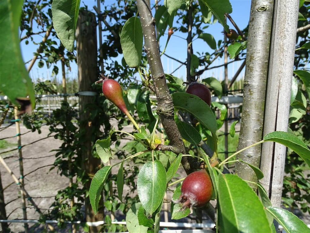 Pyrus c. ‘Bonne Louise d’Avranches’