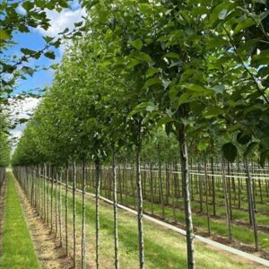 Pyrus calleryana ‘Chanticleer’