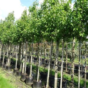 Pyrus calleryana ‘Chanticleer’