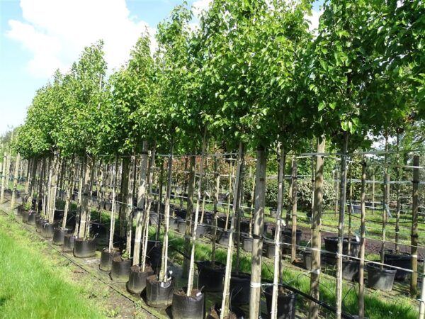 Pyrus calleryana ‘Chanticleer’