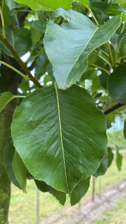 Pyrus calleryana ‘Chanticleer’